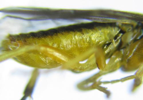 Réf. 288 972 : Pristiphora bufo