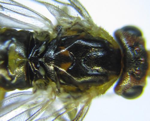 Réf. 288 973 : Pristiphora bufo