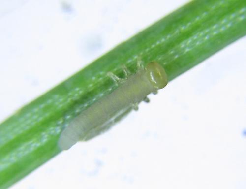 Pristiphora laricis