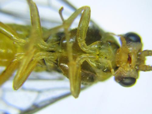 Réf. 288 974 : Pristiphora bufo