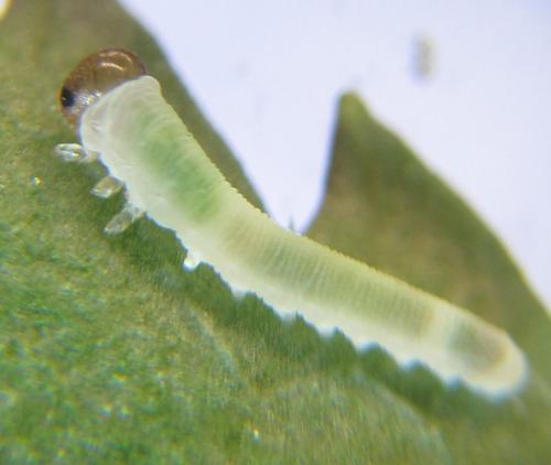 Phymatoceropsis sibiricola