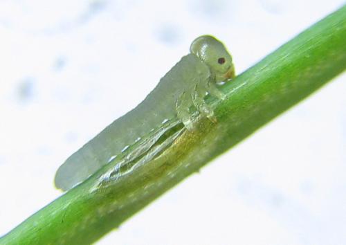 Pristiphora laricis