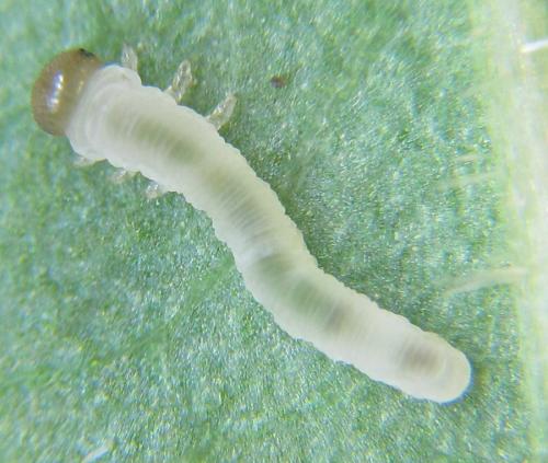 Phymatoceropsis sibiricola