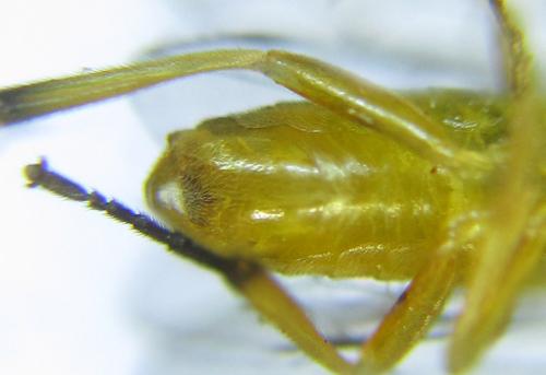 Réf. 288 976 : Pristiphora bufo
