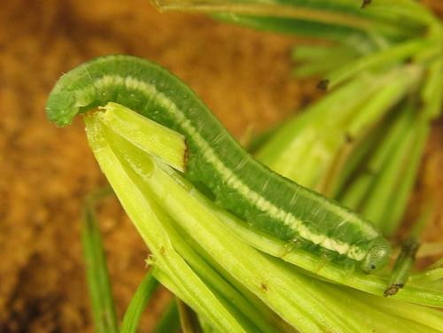 Pristiphora laricis