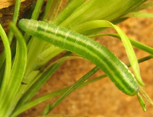 Pristiphora laricis
