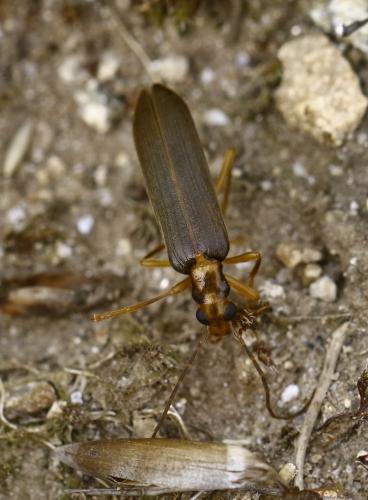 Nacerdes carniolica