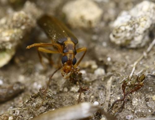 Nacerdes carniolica