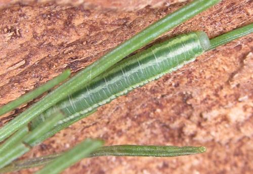 Pristiphora laricis