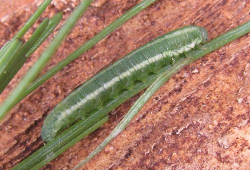Pristiphora laricis