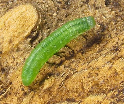 Pristiphora laricis