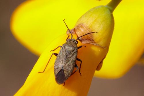 Réf. 288 202 : Heterocordylus tibialis