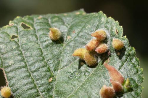 Réf. 288 015 : Eriophyes tiliae