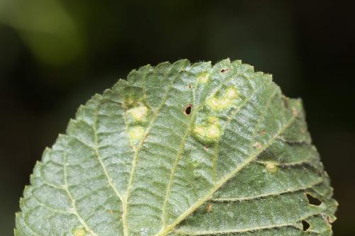 Réf. 288 016 : Eriophyes tiliae