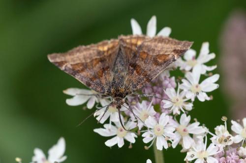Réf. 288 117 : Euclidia glyphica