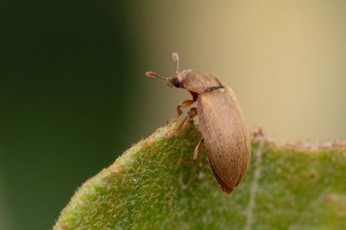 Byturus sp.