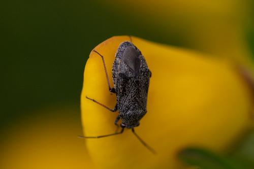 Réf. 288 185 : Heterocordylus tibialis