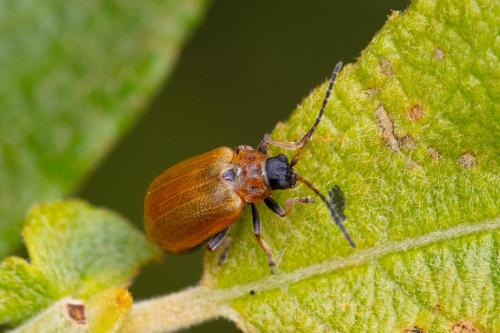 Réf. 288 204 : Lochmaea capreae