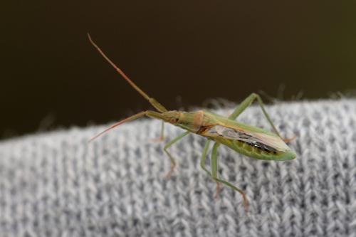 Stenodema laevigata