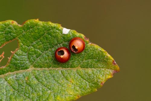 Réf. 288 214 : Cerura vinula