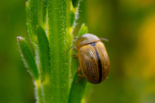 Gonioctena olivacea