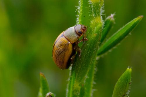 Gonioctena olivacea