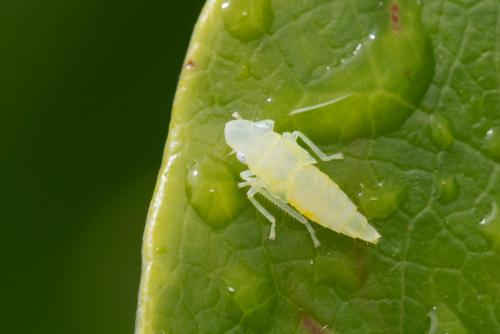 Graphocephala fennahi