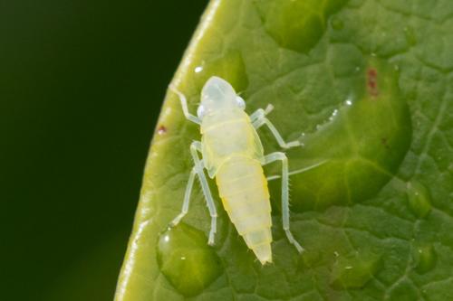Graphocephala fennahi