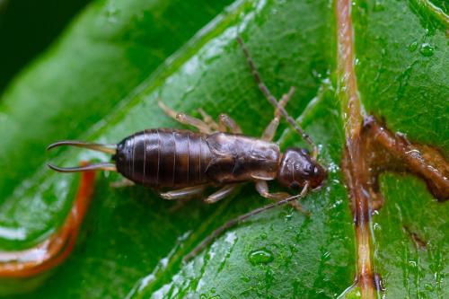 Forficula auricularia