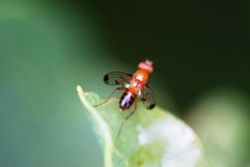 Geomyza sp.
