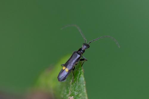 Réf. 288 808 : Malthodes sp.