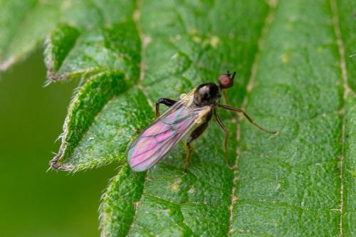 Réf. 288 809 : Hybos femoratus