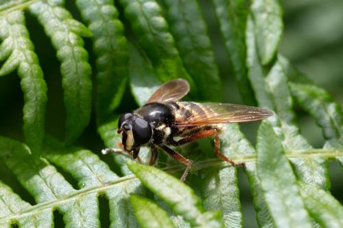 Sericomyia silentis