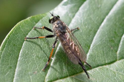 Neoitamus sp.