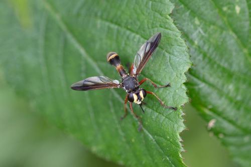 Réf. 288 842 : Physocephala rufipes