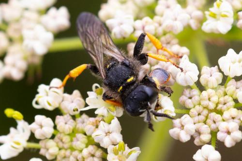 Crabro cribrarius