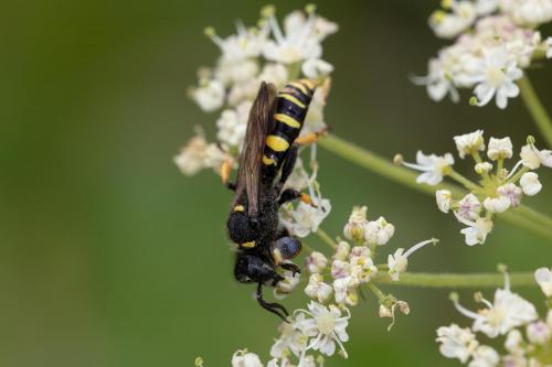 Crabro cribrarius