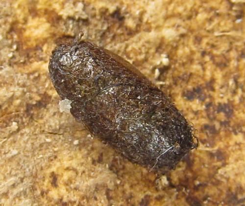 Pristiphora laricis