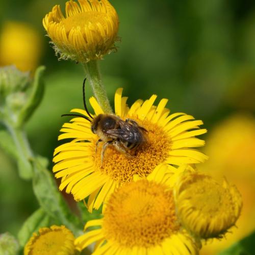 Réf. 288 153 : Tetraloniella alticincta
