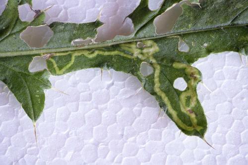 Phytomyza spinaciae