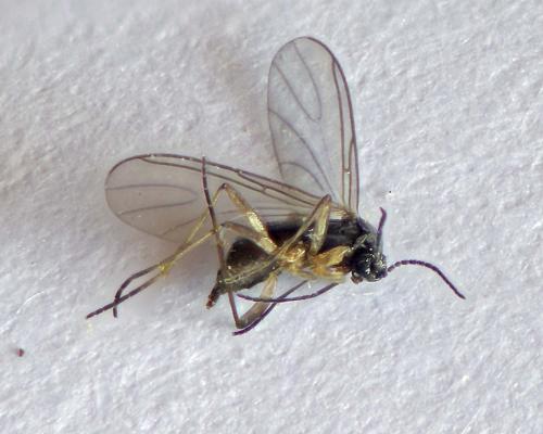 Réf. 288 276 : Bradysia sp.
