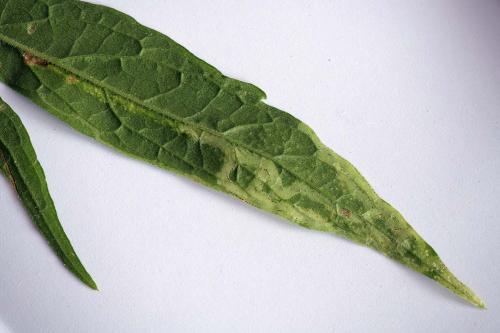 Réf. 288 847 : Phytomyza eupatorii