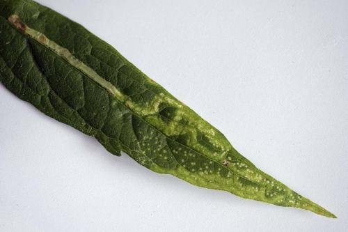 Réf. 288 848 : Phytomyza eupatorii