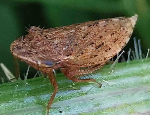 Aphrodes sp.