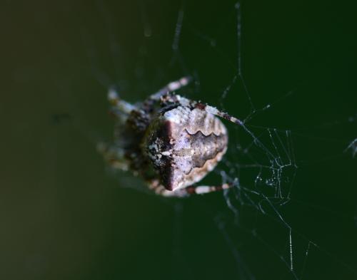 Araneus angulatus