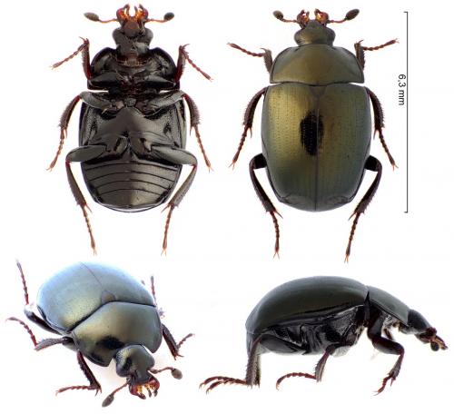 Sphaerites glabratus