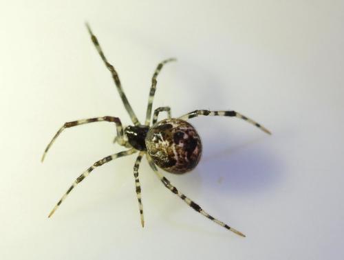 Parasteatoda sp.