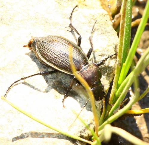 Carabus monilis