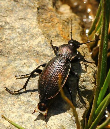 Carabus monilis