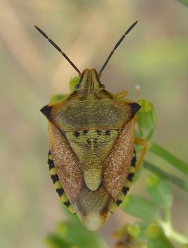 Réf. 288 608 : Carpocoris mediterraneus atlanticus